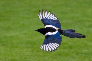 Magpie        